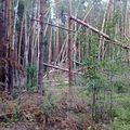 бурелом