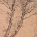 деревья